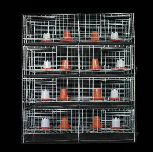 Chick Rearing and Layer Chicken Cage Solutions: Optimizing Poultry Farming Efficiency