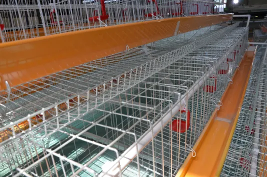 Chicken Transport and Wire Cages: Essential Solutions for Poultry Management Chicken Transport and Wire Cages: Essential Solutions for Poultry Management
