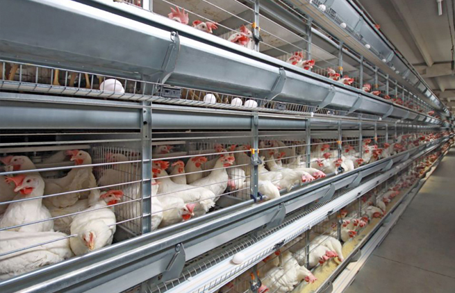 feed pellet machine