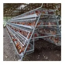 h type broiler cage