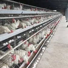 cattle feed processing machines