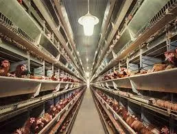 fattening rabbit cage