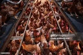 scalder chicken
