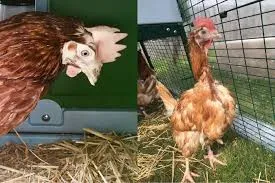 chicken layers cages