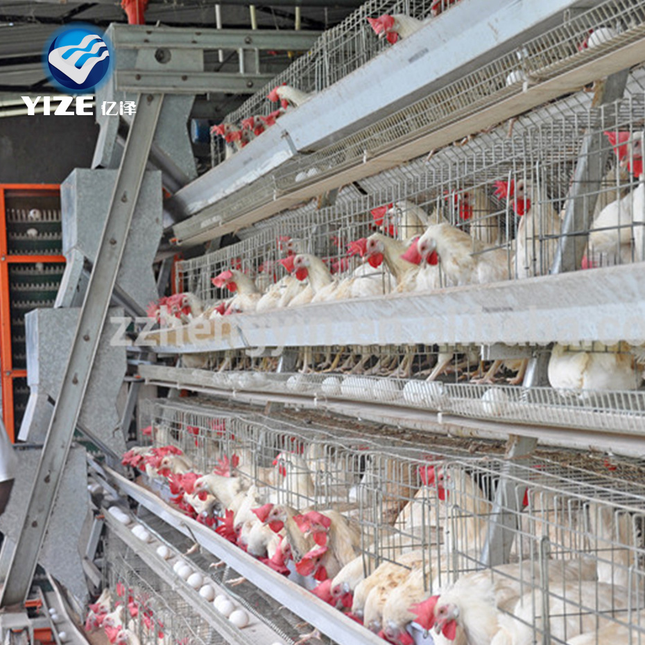 chicken layers cage