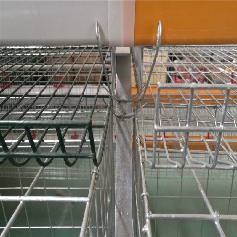 layers chicken cages