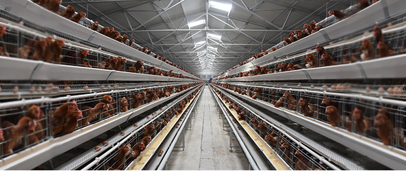 fish feed mill machine