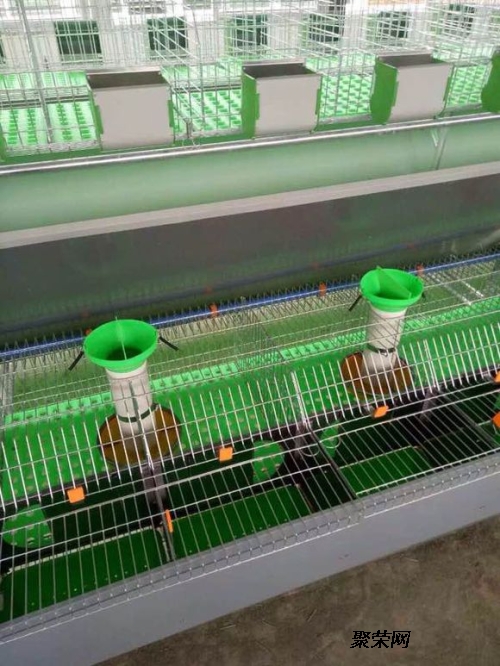 cages for chicken layers