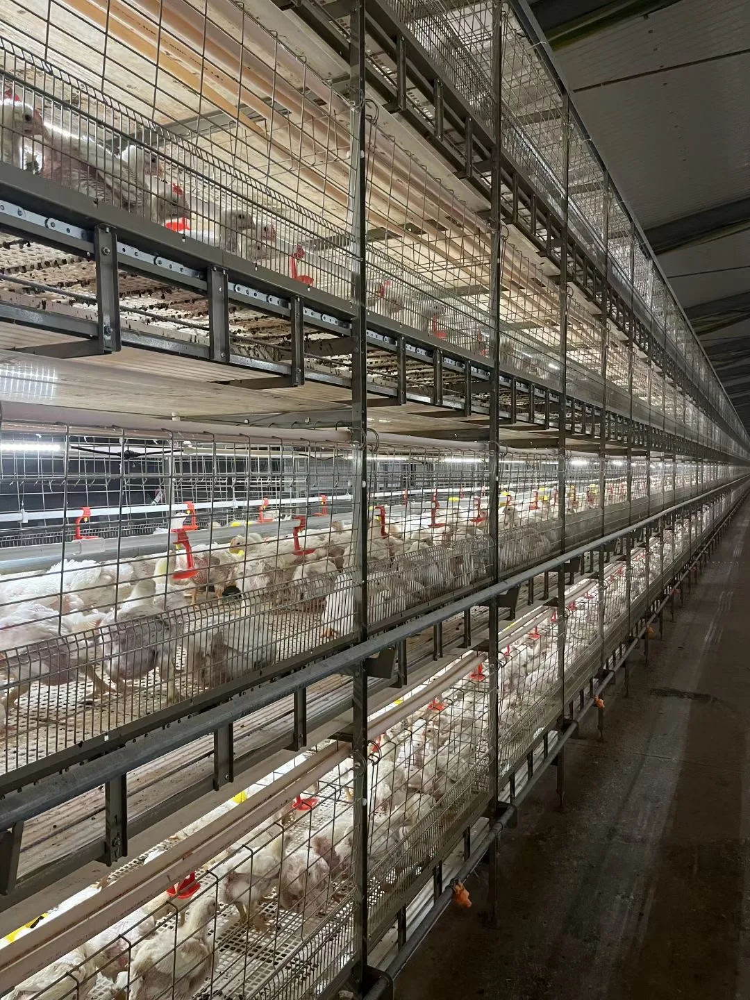 poultry scalder machine