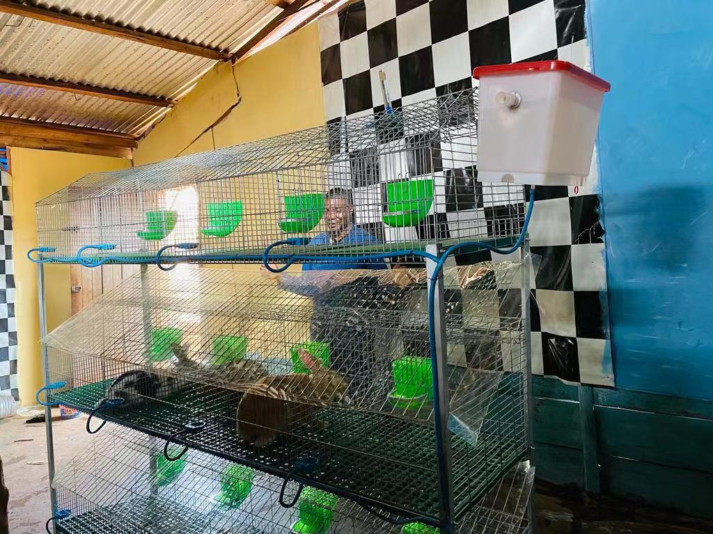 chicken plastic cage