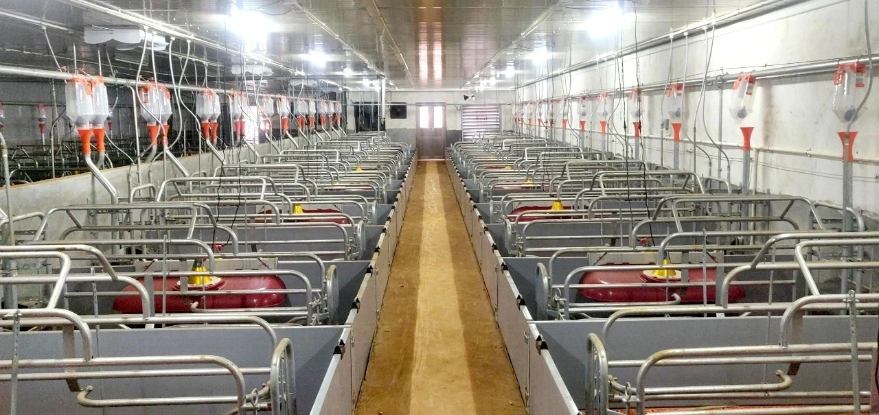 chicken transport cages