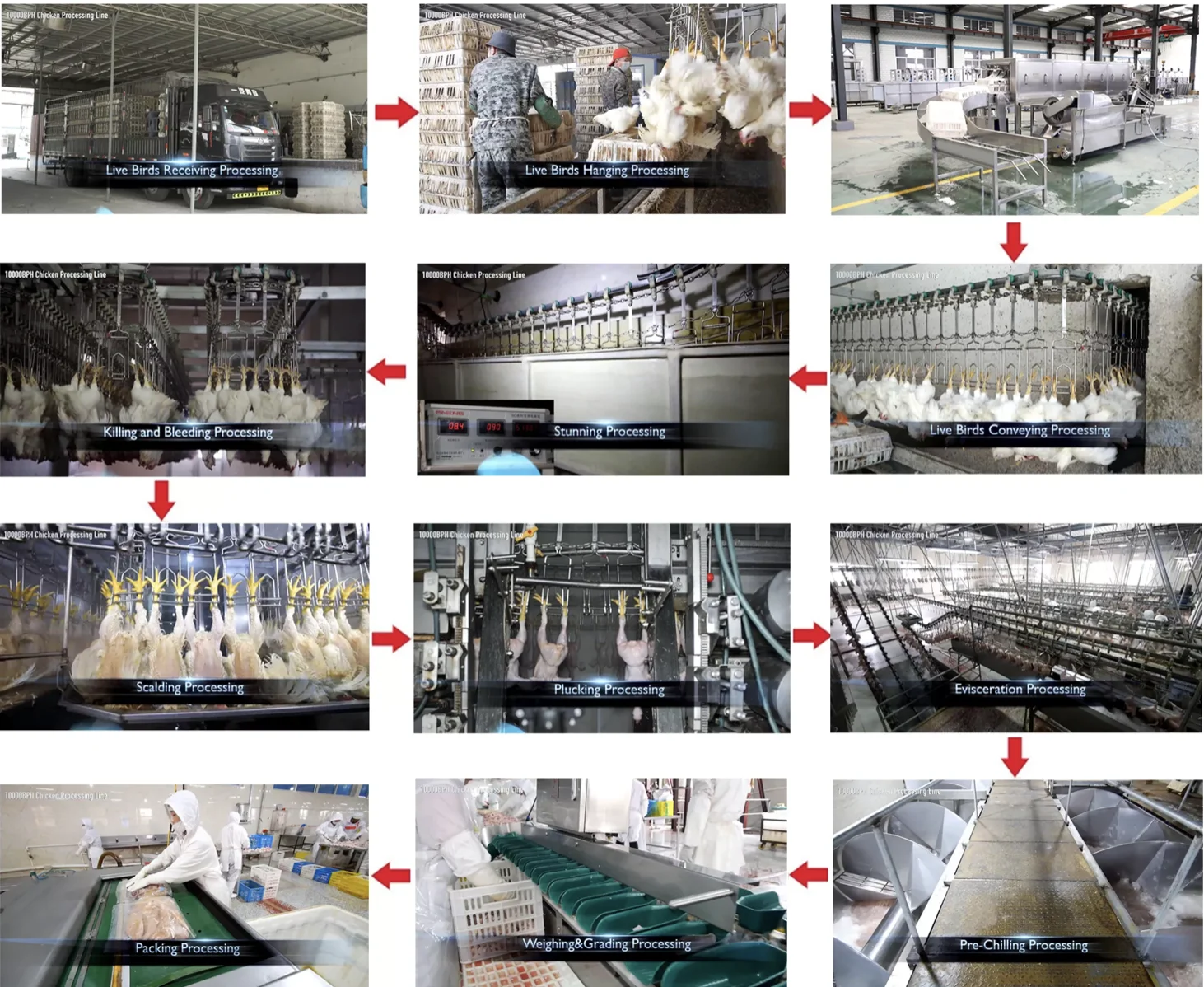 animal feed pellet machine