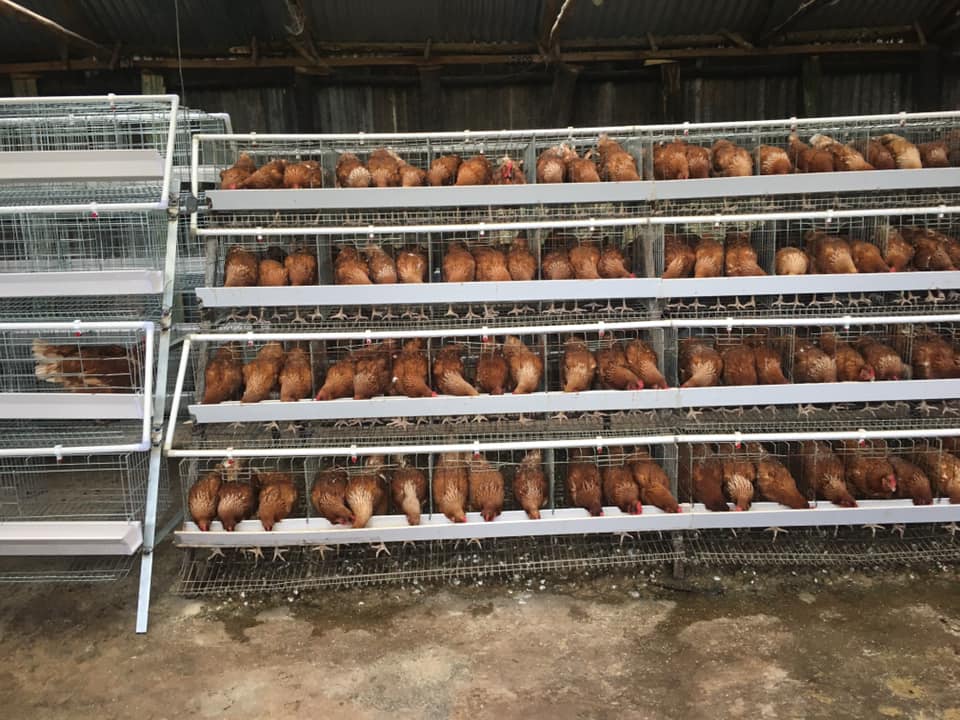 stacking rabbit cage