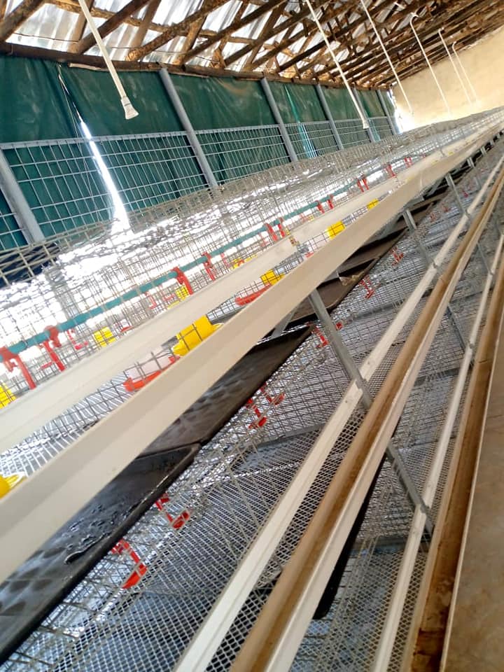 poultry laying cages